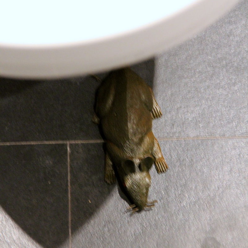 Ratte unter der Toilette
