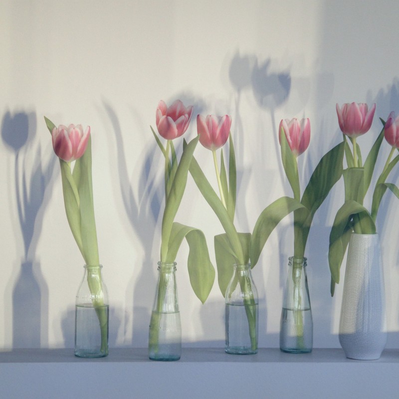Tulpen und Schatten
