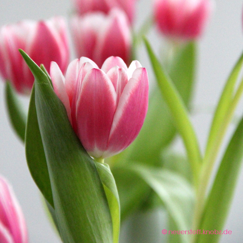 Frühling - Tulpen in pink