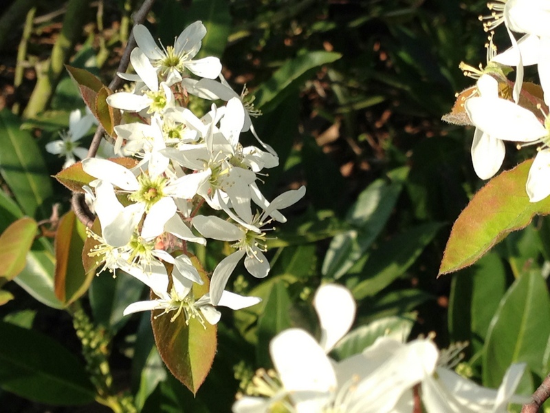 weiße Blüten im Frühling