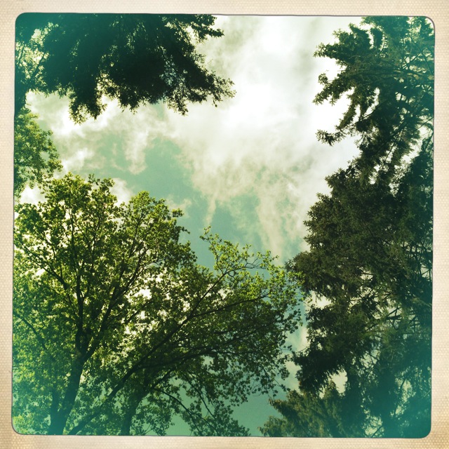 Wald und Himmel