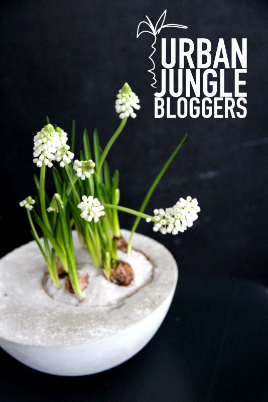 Urban Jungle Blogger - 1 plant 3 stylings