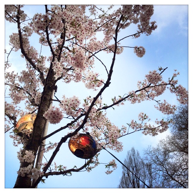 japanisches Kirschblütenfest - Hanami