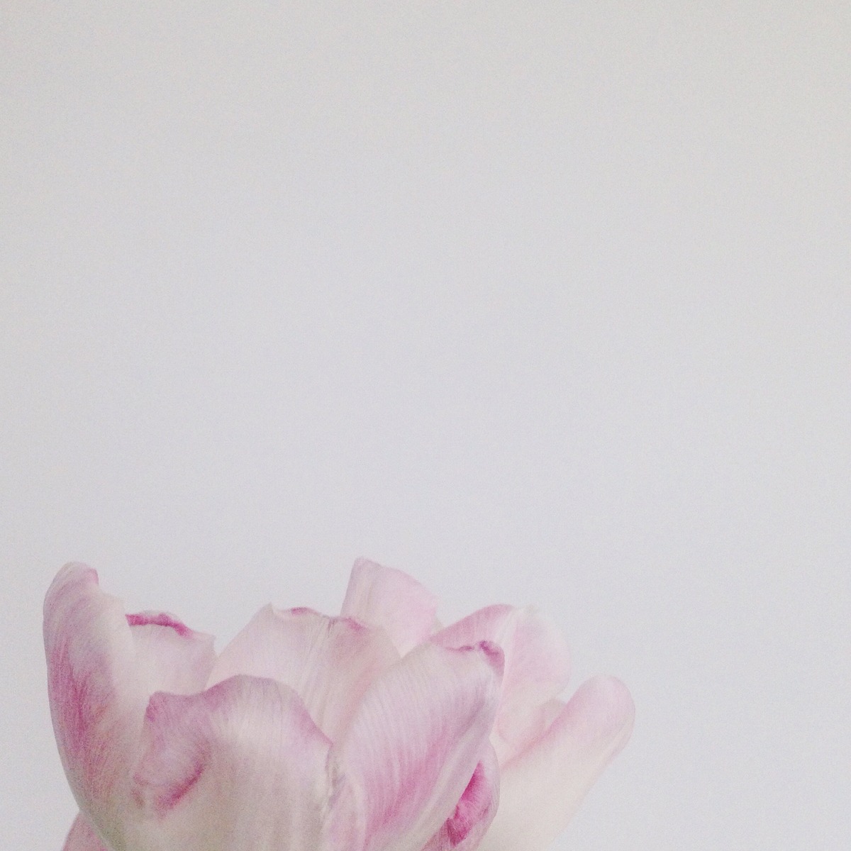 Blumen von knobz - Tulpe in rosequarz