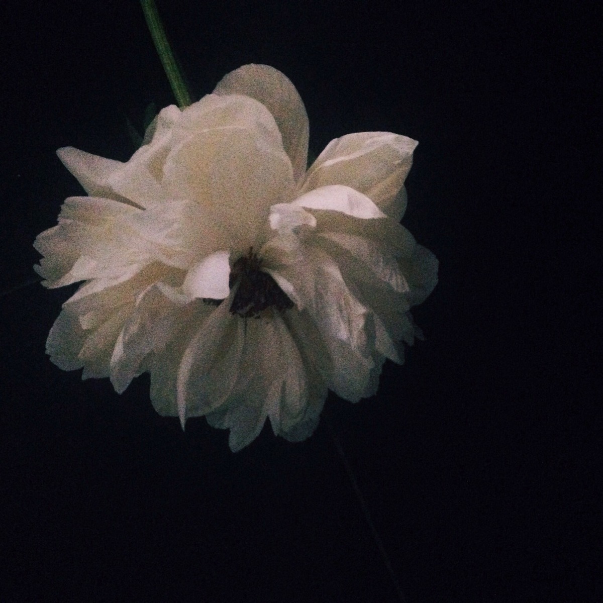 knobz Blumen von Bloomon - peonie - weiße Pfingstrose