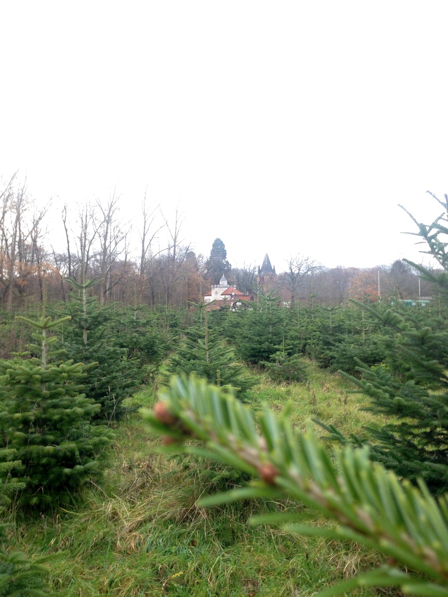 Weihnachtsbaum kaufen in Düsseldorf, ökologisch und direkt vom Gut Heimendahl